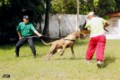 Padreadores - Fila Brasileiro Tigrado - Canil Singular - Vingador